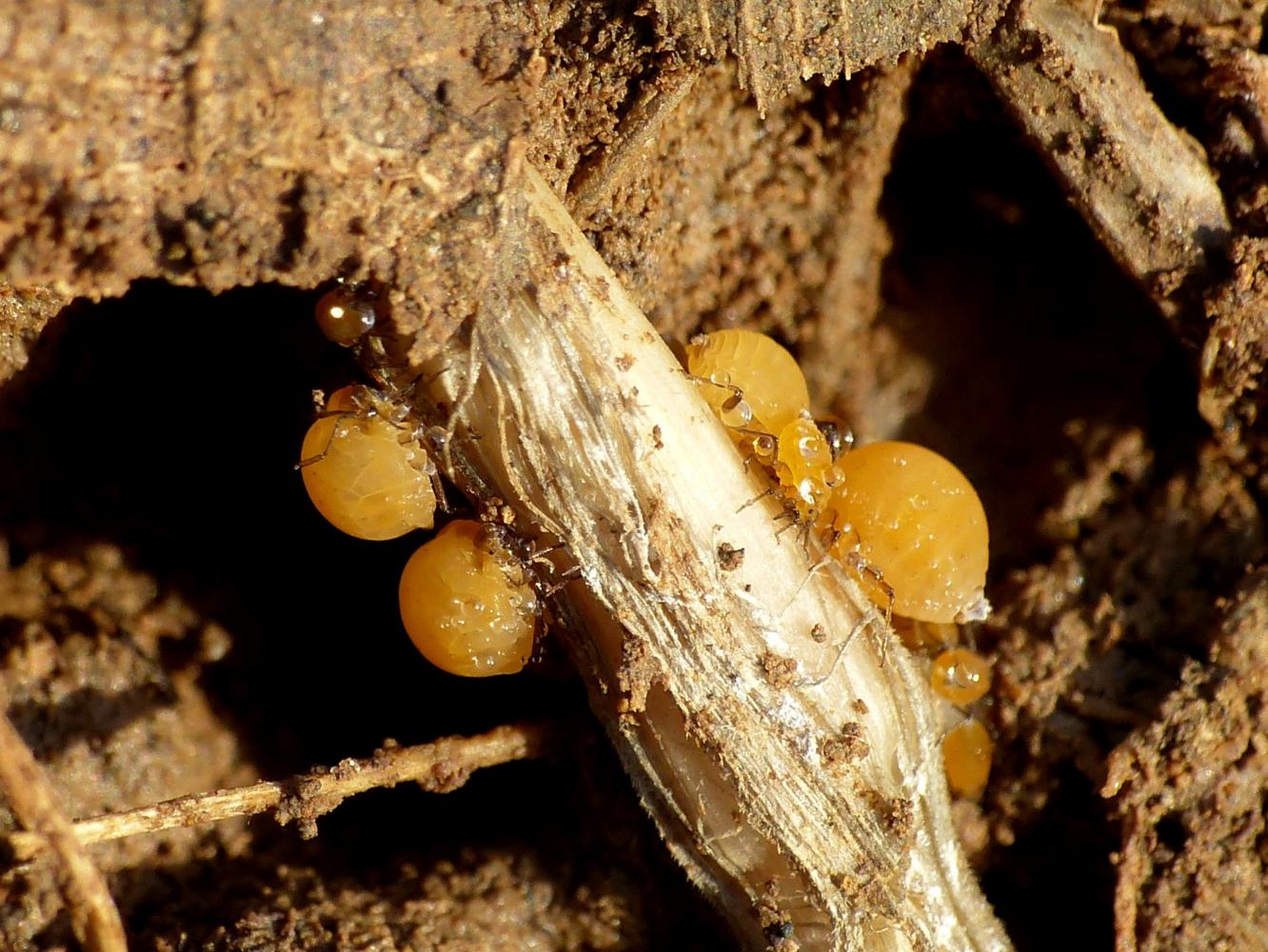 Pheidole pallidula con afidi (Forda formicaria?)